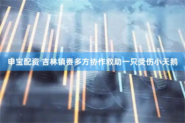 申宝配资 吉林镇赉多方协作救助一只受伤小天鹅